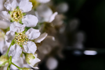 cherry tree flowers on a black macro background low light