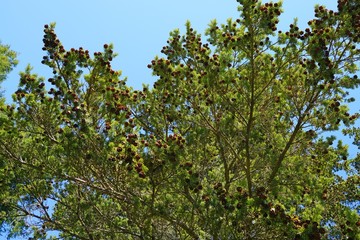 Fototapeta na wymiar Small pinecones on branches of a Hemlock pine tree (tsuga)