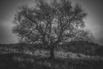 Moody Tree
