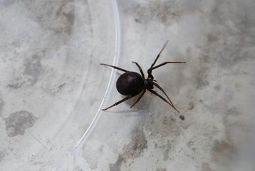 Black Spider in Glass Jar