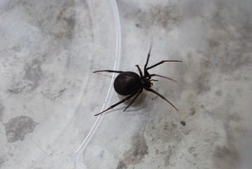 Black Spider in Glass Jar
