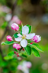 Apple tree flowers on a branch