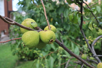 Green Fruits - Bolzano Italy 