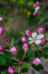 Apple tree flowers on a branch