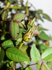 capullos y retoños de rosas en miniatura