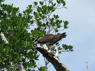 sprey Eating Fish Ding Darling Wildlife Refuge Sanibel Florida