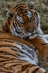 Fototapeta na wymiar Tiger photographed in South Africa. Picture made in 2019.