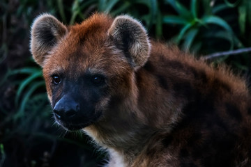 Obraz premium Spotted hyena photographed in South Africa. Picture made in 2019.