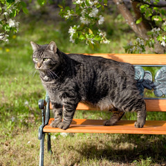 Manx Cat standing on wooden bench in garden.