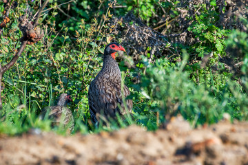 Swainson s spurfowl or Swainson s francolin  photographed in South Africa. Picture made in 2019.