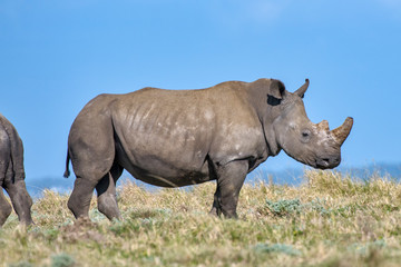 Naklejka na ściany i meble White rhinoceros photographed in South Africa. Picture made in 2019.