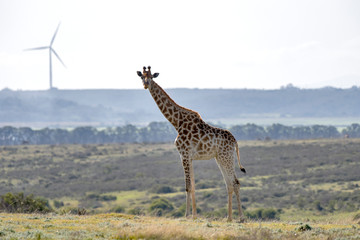 Northern giraffe photographed in South Africa. Picture made in 2019.