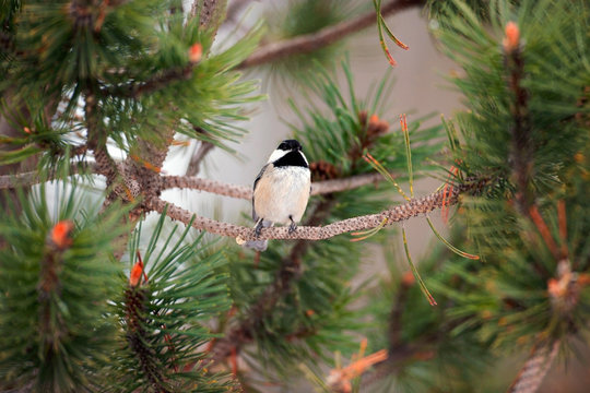Black capped Chickadee sitting in pine tree.