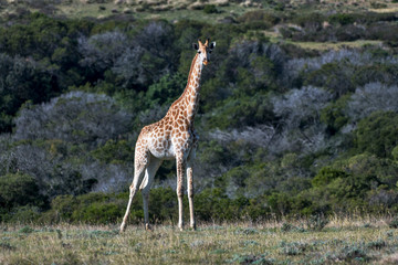 Northern giraffe photographed in South Africa. Picture made in 2019.