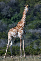 Northern giraffe photographed in South Africa. Picture made in 2019.