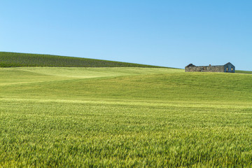 Fototapeta na wymiar green ear of wheat growing in landscape with house ruins