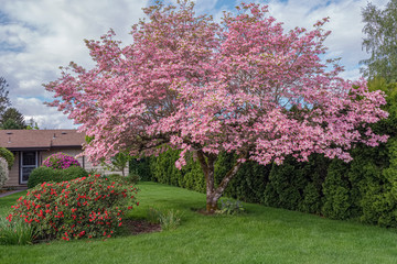 Pink flowering tree and garden Oregon.
