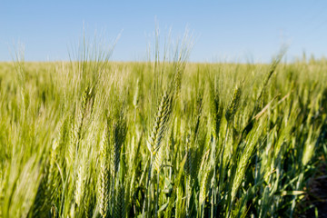 green ear of wheat growing with blue sky