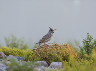 Crested Lark, Galerida cristata Rufous Naped Lark siging for all its worth
