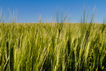 green ear of wheat growing with blue sky