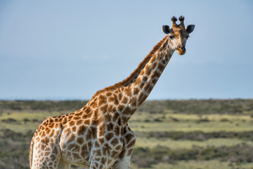 Northern giraffe photographed in South Africa. Picture made in 2019.