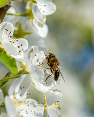 pear tree flowers with a bee