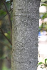 Ternstroemia gymnanthera (Japanese ternstroemia) / Pentaphylacaceae evergreen tall tree