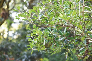 Ternstroemia gymnanthera (Japanese ternstroemia) / Pentaphylacaceae evergreen tall tree
