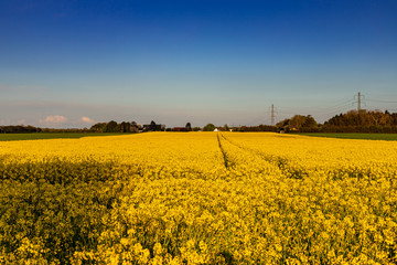 Obraz premium Yellow field of rapeseed in the evening