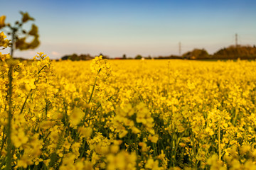 Obraz premium Yellow field of rapeseed in the evening