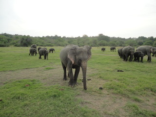 Sri lankan beautiful elephants ever in asia