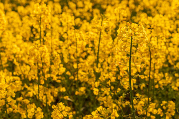 Yellow field of rapeseed in the evening