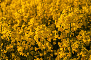 Yellow field of rapeseed in the evening