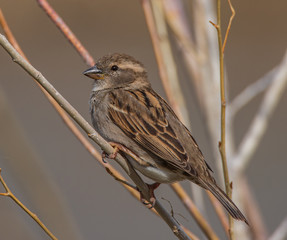 sparrow on a branch