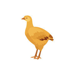 Turkey on white background. Farm animals collection. Turkey-poult.