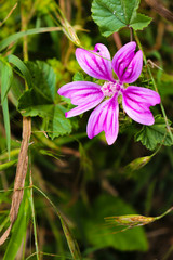 Fleur Grande mauve_2