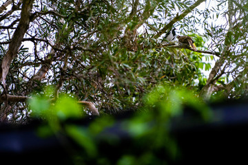 Cuckoo in tree with mother