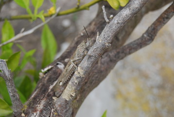 Migratory Locust in Spanish Tree
