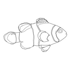 Clownfish Illustration. Outline drawing on white background,