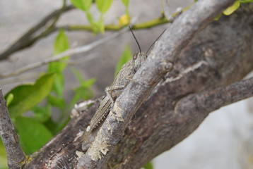 Migratory Locust in Spanish Tree