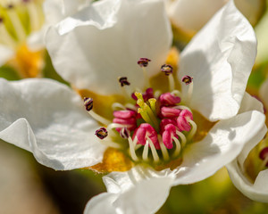 spring blossom apple-tree