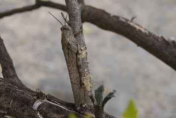 Migratory Locust in Spanish Tree