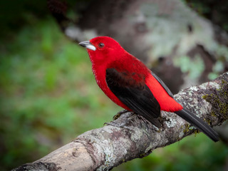 Brazilian Tanager