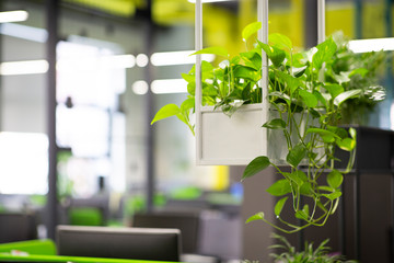 Young green plants in pots in eco office interior