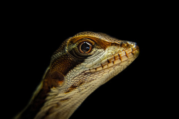 lizard on a black background
