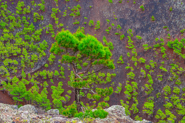Canary Island pines inside the volcanic cone of the San Antonio volcano