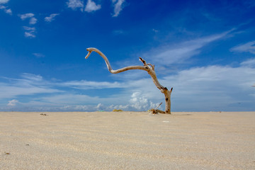 giraffe in the sand
