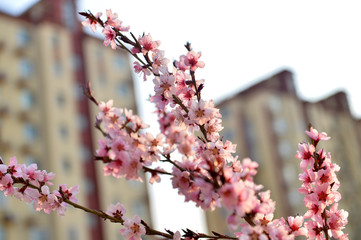 In full bloom in the peach blossom