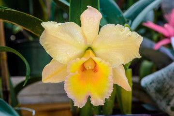 Pink branch orchid flowers Orchidaceae Phalaenopsis known as the Moth Orchid.