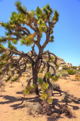 Fototapeta na wymiar Tree of Joshua Tree, Joshua Tree National Park, California
